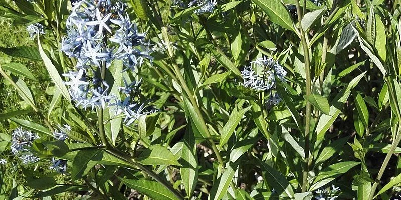 AMSONIA orientalis