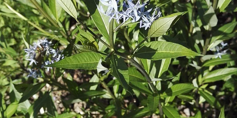 AMSONIA orientalis