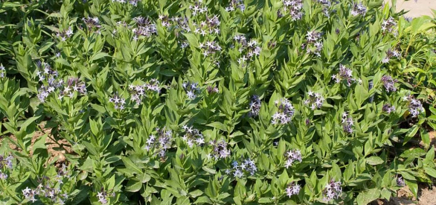 AMSONIA orientalis