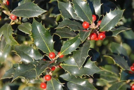 ILEX aquifolium 'Alaska' - Houx commun 'Alaska'