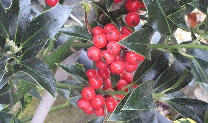 ILEX aquifolium 'Alaska' - Houx commun 'Alaska'