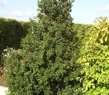 ILEX aquifolium 'Alaska' - Houx commun 'Alaska'