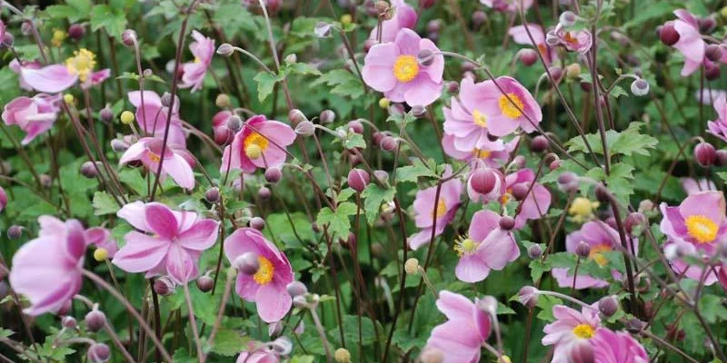 ANEMONE hupehensis 'Praecox'