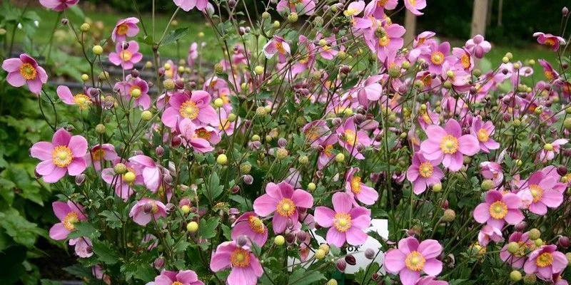 ANEMONE hupehensis 'Praecox' | Plantes Shopping