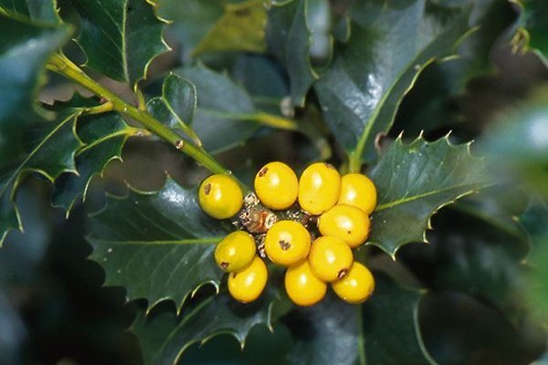 ILEX aquifolium 'Bacciflava' - Houx commun à baies jaunes 'Bacciflava'