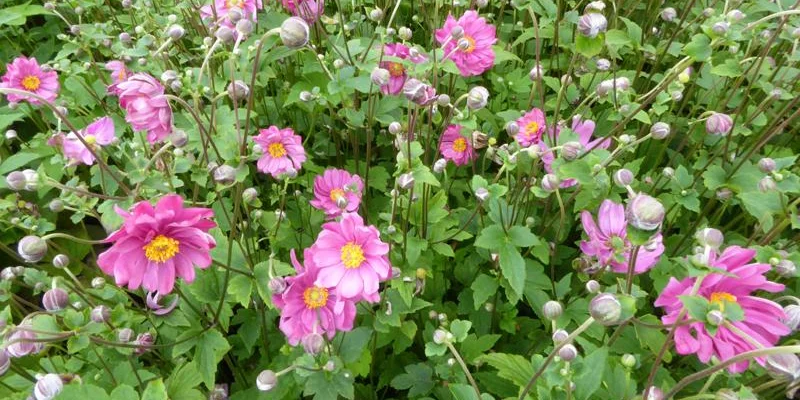 ANEMONE hybrida 'Margarete' - Anémone japonaise