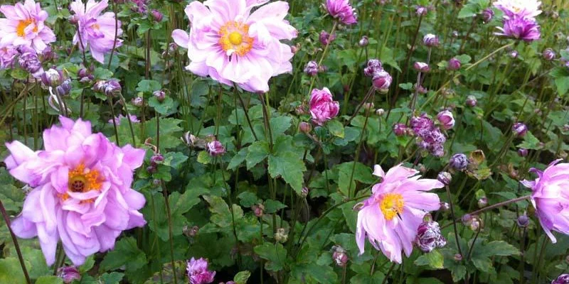 ANEMONE hybrida 'Mont-rose'