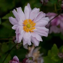 ANEMONE hybrida 'Mont-rose'