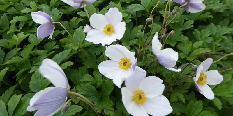 ANEMONE hybrida 'Wild Swan'® - Anémone du Japon