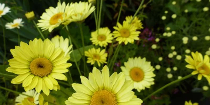 ANTHEMIS hybrida 'Wargrave' - Oeil de Boeuf 'Tetworth'