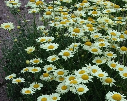 ANTHEMIS hybrida 'Wargrave' - Oeil de Boeuf 'Tetworth'