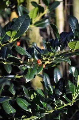 ILEX aquifolium 'J.C van Tol' - Houx commun 'J.C Van Tol'