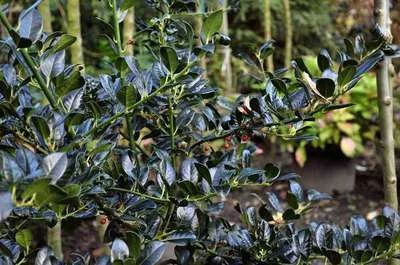 ILEX aquifolium 'J.C van Tol' - Houx commun 'J.C Van Tol'