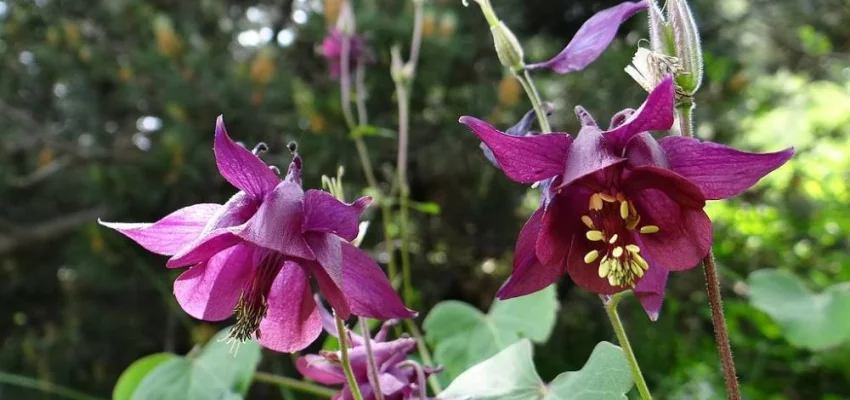 AQUILEGIA atrata - Ancolie