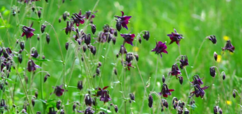 AQUILEGIA atrata - Ancolie