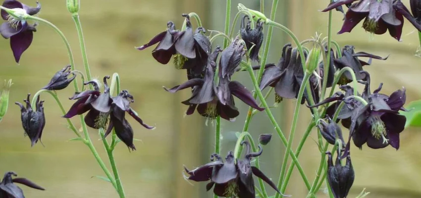 AQUILEGIA atrata - Ancolie