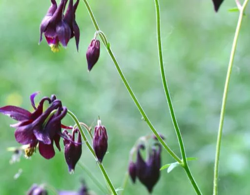 AQUILEGIA atrata - Ancolie