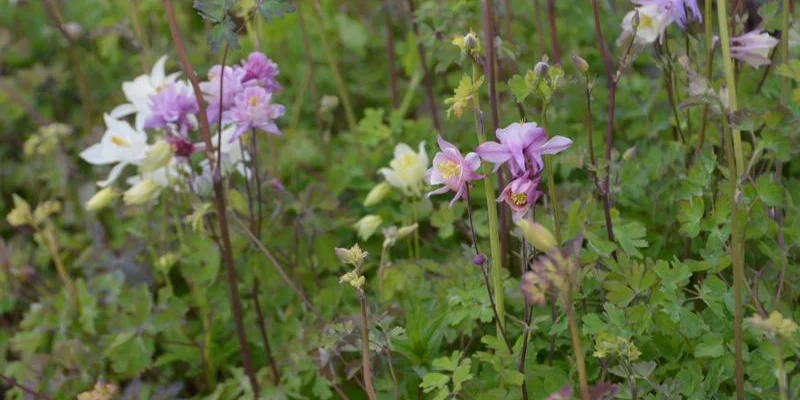 AQUILEGIA 'McKana Hybrids' - Ancolie