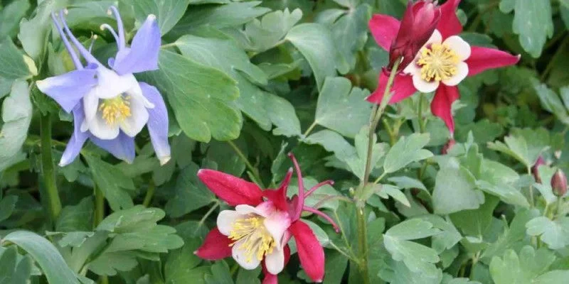 AQUILEGIA 'McKana Hybrids' - Ancolie