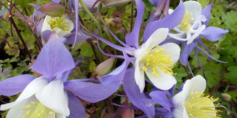 AQUILEGIA 'Mrs M. Nicholls'