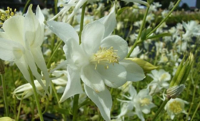 AQUILEGIA 'Snow Queen' - Ancolie 'Schneekönigin'