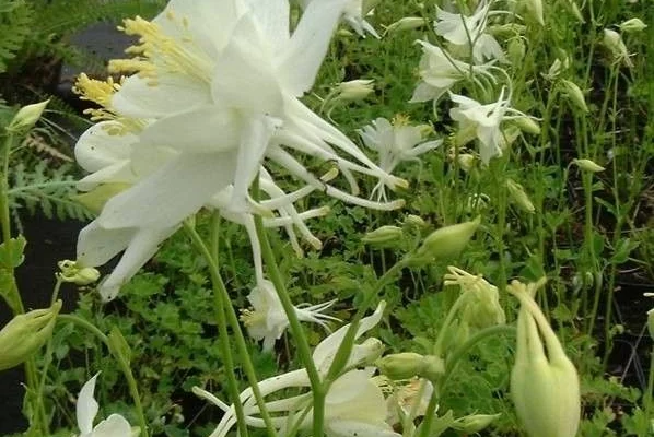 AQUILEGIA 'Snow Queen' - Ancolie 'Schneekönigin'