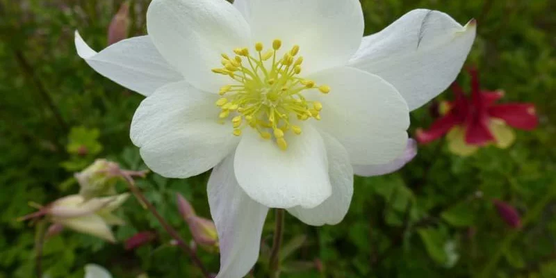 AQUILEGIA 'Snow Queen' - Ancolie 'Schneekönigin'