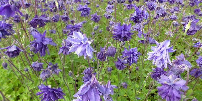 AQUILEGIA vulgaris 'Blue Barlow' - Ancolie des jardins