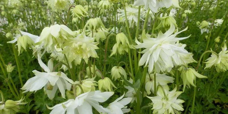 AQUILEGIA vulgaris 'White Barlow'