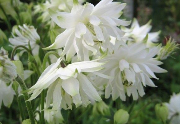 AQUILEGIA vulgaris 'White Barlow'