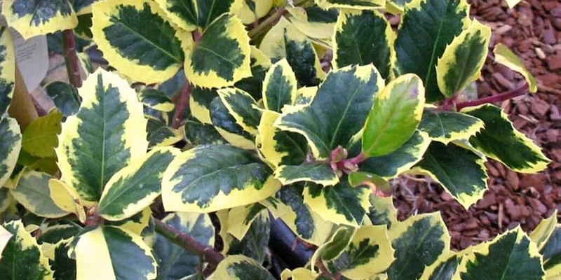 ILEX altaclerensis 'Golden King' - Houx 'Golden King'