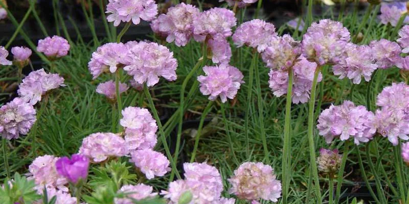 ARMERIA maritima 'Schöne von Fellbach'