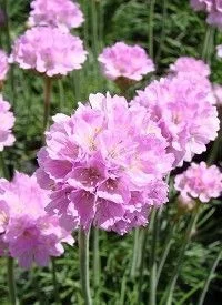 ARMERIA maritima 'Schöne von Fellbach'