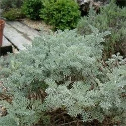 ARTEMISIA arborescens 'Little Mice' - Armoise arborescente