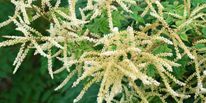 ARUNCUS aethusifolius 'Horatio' - Barbe de Bouc