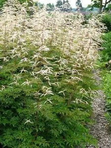 ARUNCUS aethusifolius 'Horatio' - Barbe de Bouc