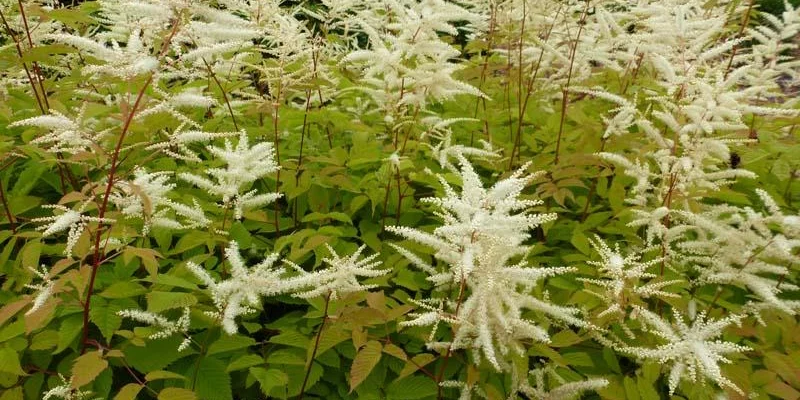 ARUNCUS sinensis 'Zweiweltenkind' - Barbe de Bouc