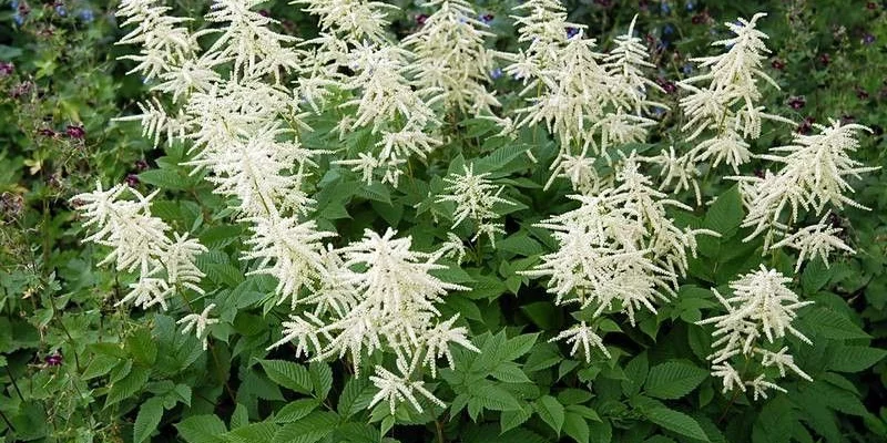 ARUNCUS sinensis 'Zweiweltenkind' - Barbe de Bouc