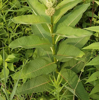 ASCLEPIAS syriaca