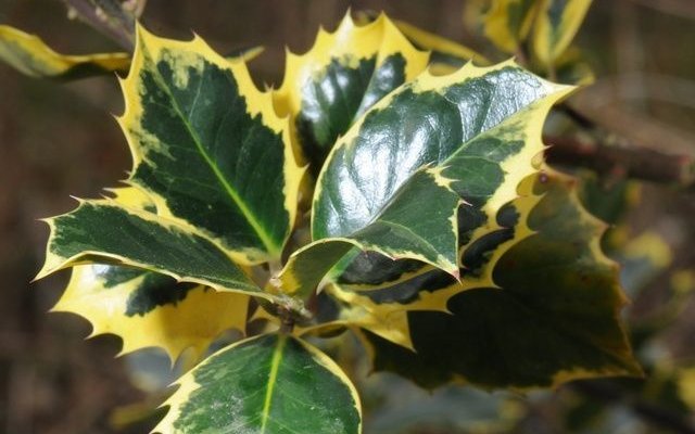 ILEX aquifolium 'Aureomarginata' - Houx 'Aureomarginata'