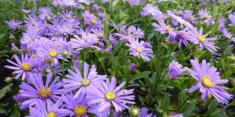 ASTER amellus 'Butzemann'