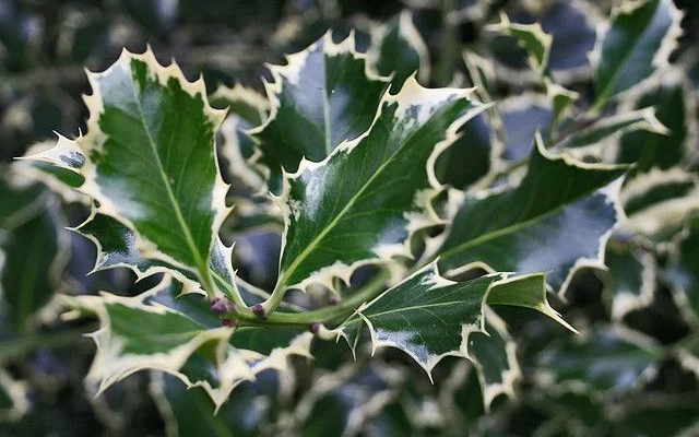 ILEX aquifolium 'Silver Queen' - Houx commun 'Silver Queen'