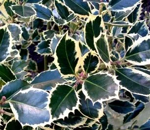 ILEX aquifolium 'Silver Queen' - Houx commun 'Silver Queen'