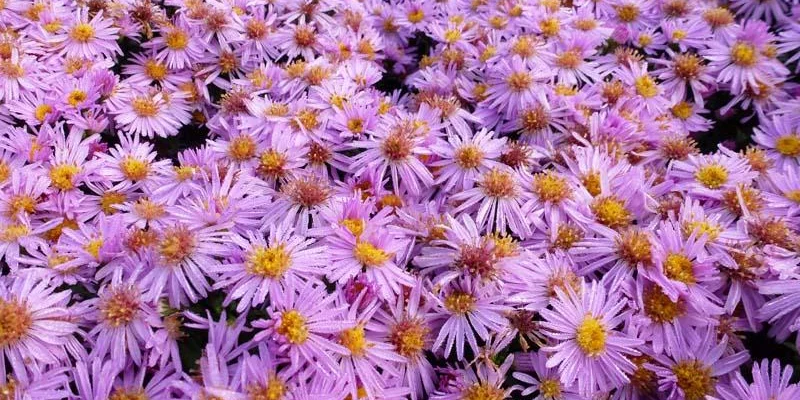 ASTER dumosus 'Rozika' - Aster naine 'Rozika'