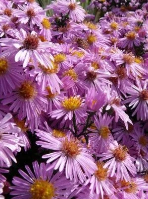 ASTER dumosus 'Rozika' - Aster naine 'Rozika'