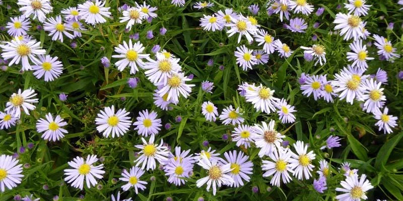 ASTER dumosus 'Zwergenhimmel' - Aster naine 'Zwergenhimmel'