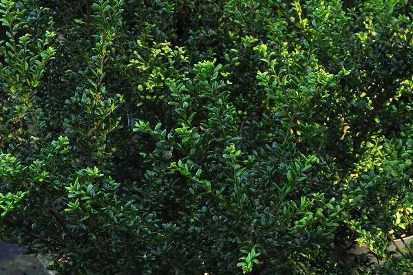 ILEX crenata 'Convexa' - Houx crenelé à feuilles convexes