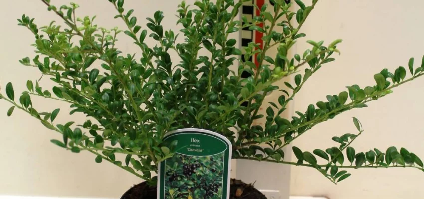 ILEX crenata 'Convexa' - Houx crenelé à feuilles convexes