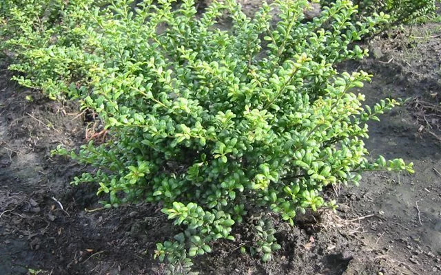 ILEX crenata 'Convexa' - Houx crenelé