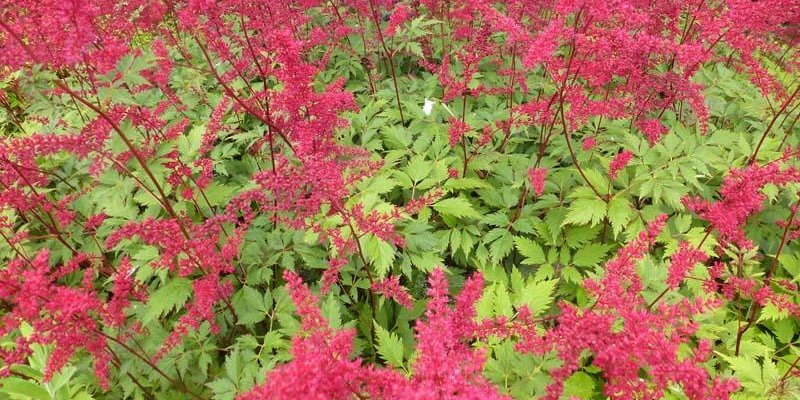 ASTILBE arendsii 'Spinell' - Astilbe d'Arend's 'Spinell'